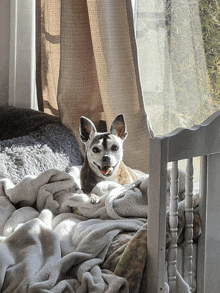 a small dog is laying on a bed next to a window and smiling