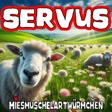 a poster of sheep in a field with the word servius