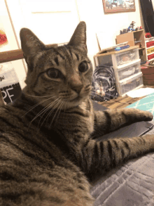 a cat laying on a bed with a sign that says pf behind it