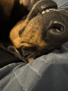 a close up of a dog laying on a bed with its mouth open