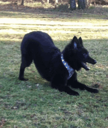 a black dog wearing a blue collar is laying down in the grass