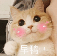 a cat with pink hearts on its cheeks is being held in a person 's arms .