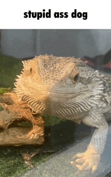 a bearded dragon with the words stupid ass dog above it