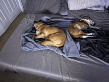 two dogs are laying on a bed with a blanket