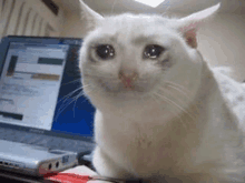 a white cat is crying while sitting in front of a laptop computer .