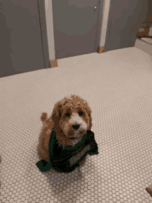 a small brown dog with a green scarf around its neck is sitting on a tiled floor