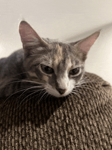 a cat laying on top of a brown couch