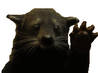 a close up of a raccoon 's face and paw against a white background