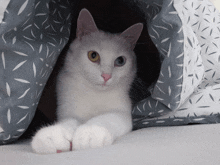 a white cat with two different colored eyes is laying under a grey and white blanket