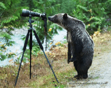 a bear standing on its hind legs looking through a camera with the website kootenayreflections.com in the corner