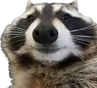 a close up of a raccoon 's nose with a white background