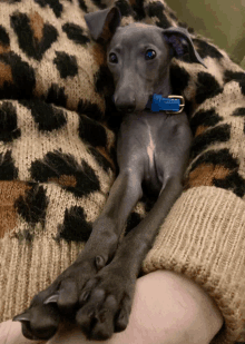 a small grey dog with a blue collar is laying on a leopard print blanket