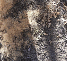 a pile of dry grass and leaves on a dirt ground