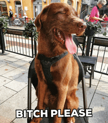 a brown dog is sitting in a chair with its tongue hanging out and the caption bitch please