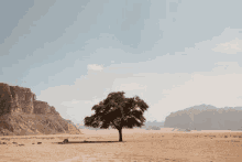 a lone tree in the middle of a desert .