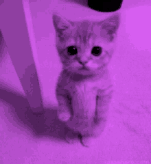 a kitten is standing on its hind legs in a purple room .