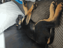 a black and tan dog is laying on its back on a couch