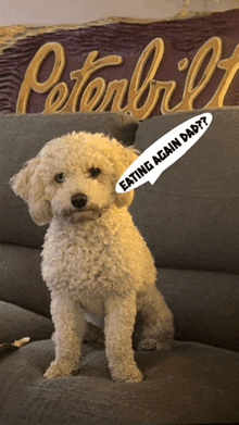 a small white dog is sitting on a couch with a sign that says peterbilt in the background