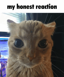 a close up of a cat 's face with the caption " my honest reaction "