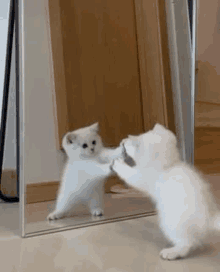 a white kitten is standing in front of a mirror and looking at itself .