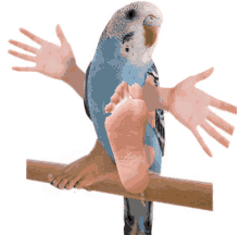 a blue parakeet with human hands on its feet is sitting on a branch