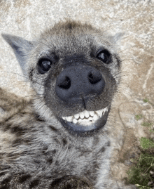 a close up of a hyena 's face with a big smile on its face .