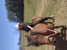 a woman in a cowboy hat rides a brown horse