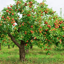 a tree with lots of red apples on it in a field