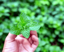 a hand is holding a small mint leaf