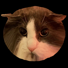 a close up of a cat 's face in a circle with a black background