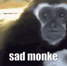 a black and white photo of a monkey with the words `` sad monke '' written above it .