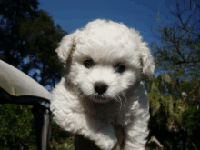 a small white puppy with a brown nose