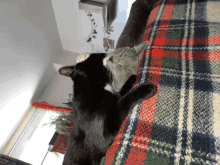 two cats laying on a plaid blanket one black and one gray