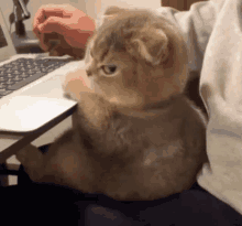 a kitten is sitting on a person 's lap next to a laptop .