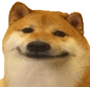 a close up of a shiba inu dog smiling .