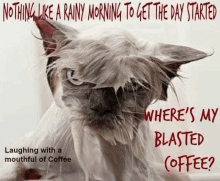 nothing like a rainy morning to get the day started where 's my blasted coffee laughing with a mouthful of coffee