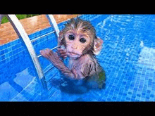 a small monkey is swimming in a swimming pool .