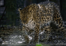 a leopard is walking through the woods in the dark .