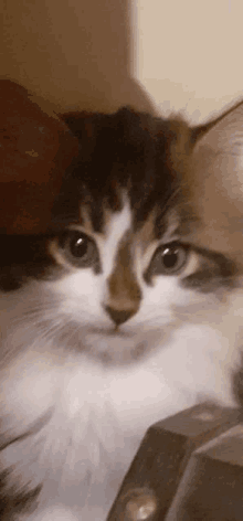 a close up of a cat 's face with a blurred background