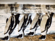 a group of penguins are swimming in the water