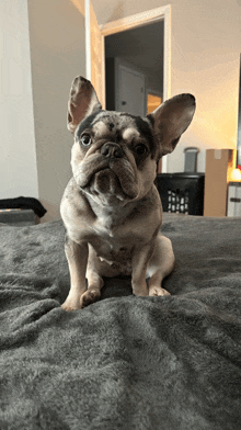 a french bulldog laying on a bed with a gray blanket