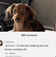 a dachshund is sitting on a bed next to a comment that says 1881 comments