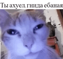 a close up of a cat 's face with a purple background and russian writing .