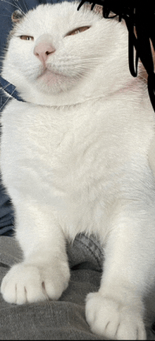 a white cat with its eyes closed sitting on someone 's lap