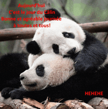 a couple of panda bears hugging each other with the words aujourd hui c'est le jour du calin bonne et agreeable journee