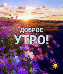 a field of purple and white flowers with the words " доброе утро " on the bottom