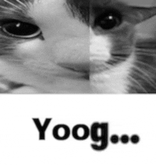 a black and white photo of a cat with the word yoog on the bottom