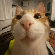 a close up of a cat 's face looking at the camera in a living room .