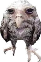 a close up of a bird with a strange face and a long beak on a white background .