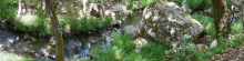 a stream flows through a lush green forest